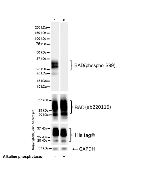 Western blot - Anti-Bad (phospho S99) antibody [EPR24751-161] - BSA and Azide free (AB303551)