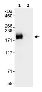 Immunoprecipitation - Anti-BAF170 antibody (AB264170)