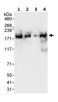 Western blot - Anti-BAF170 antibody (AB264170)