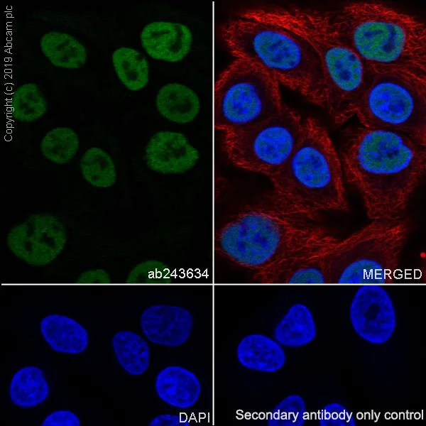 Immunocytochemistry/ Immunofluorescence - Anti-BAF170 antibody [EPR23066-21] - BSA and Azide free (AB263871)