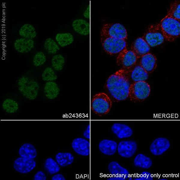 Immunocytochemistry/ Immunofluorescence - Anti-BAF170 antibody [EPR23066-21] - BSA and Azide free (AB263871)
