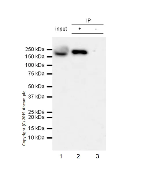Immunoprecipitation - Anti-BAF170 antibody [EPR23066-21] - BSA and Azide free (AB263871)