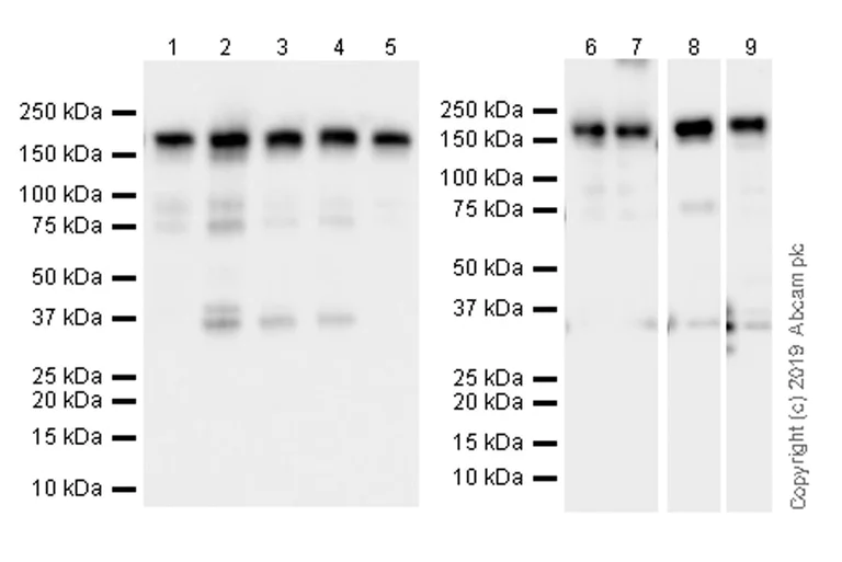 Western blot - Anti-BAF170 antibody [EPR23066-21] - BSA and Azide free (AB263871)