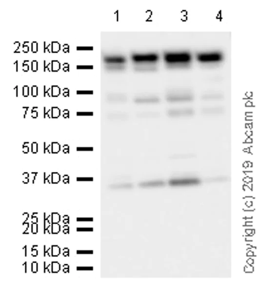 Western blot - Anti-BAF170 antibody [EPR23066-21] - BSA and Azide free (AB263871)