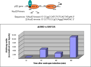 ChIP - Anti-BAF53A antibody - ChIP Grade (AB3882)
