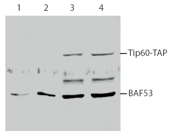 Western blot - Anti-BAF53A antibody - ChIP Grade (AB3882)