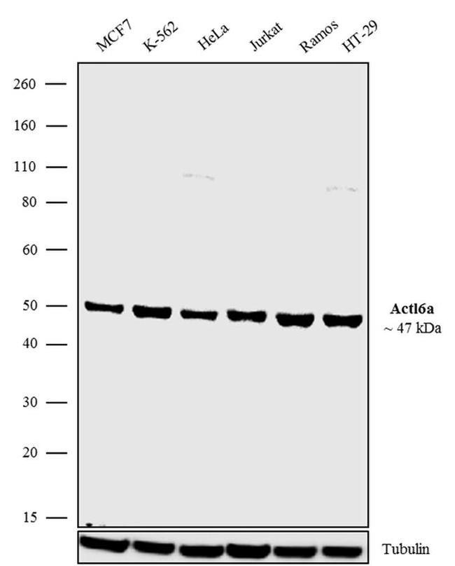 Western blot - Anti-BAF53A Antibody [RP23040194] (AB313478), expandable thumbnail