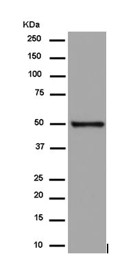 Western blot - Anti-BAF53b antibody [EP10101] (AB180927)