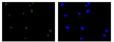 Immunocytochemistry/ Immunofluorescence - Anti-BAF53b antibody [EP10101] - BSA and Azide free (AB284832)