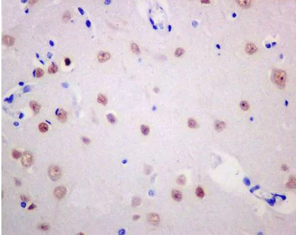 Immunohistochemistry (Formalin/PFA-fixed paraffin-embedded sections) - Anti-BAF53b antibody [EP10101] - BSA and Azide free (AB284832)