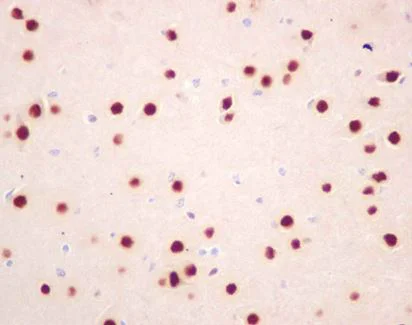 Immunohistochemistry (Formalin/PFA-fixed paraffin-embedded sections) - Anti-BAF53b antibody [EP10101] - BSA and Azide free (AB284832)