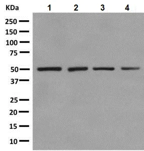 Western blot - Anti-BAF53b antibody [EPR10100(B)] (AB140642)