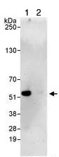 Immunoprecipitation - Anti-BAF57/SMARCE1 antibody (AB70540)