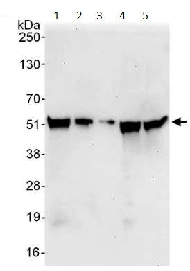 Western blot - Anti-BAF57/SMARCE1 antibody (AB70540)