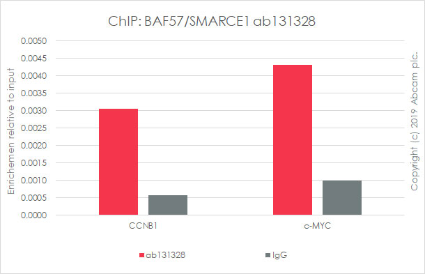 ChIP - Anti-BAF57/SMARCE1 antibody [EPR8848] (AB131328), expandable thumbnail