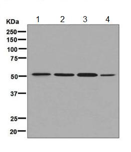 Western blot - Anti-BAF57/SMARCE1 antibody [EPR8848] (AB131328), expandable thumbnail