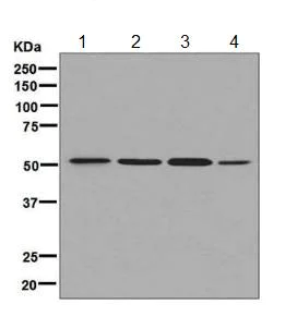 Western blot - Anti-BAF57/SMARCE1 antibody [EPR8848] (AB131328)