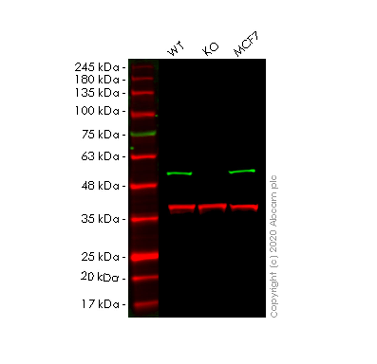 Western blot - Anti-BAF57/SMARCE1 antibody [EPR8848] (AB131328), expandable thumbnail