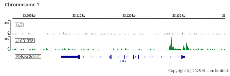 ChIC/CUT&RUN sequencing - Anti-BAF57/SMARCE1 antibody [EPR8848] - BSA and Azide free (AB248408)