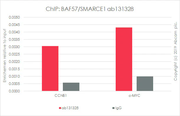 ChIP - Anti-BAF57/SMARCE1 antibody [EPR8848] - BSA and Azide free (AB248408)