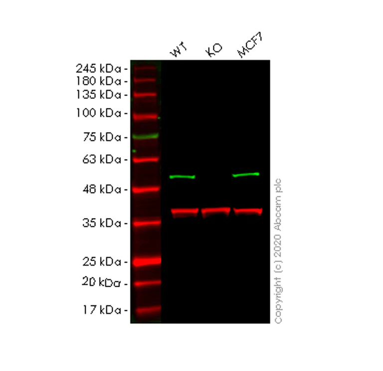 Western blot - Anti-BAF57/SMARCE1 antibody [EPR8848] - BSA and Azide free (AB248408)