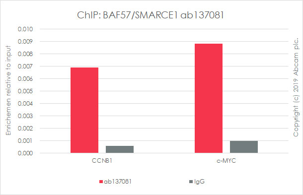 ChIP - Anti-BAF57/SMARCE1 antibody [EPR8849] - ChIP Grade (AB137081), expandable thumbnail