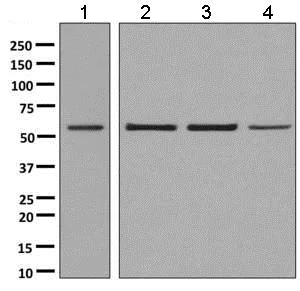 Western blot - Anti-BAF57/SMARCE1 antibody [EPR8849] - ChIP Grade (AB137081)