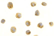 Immunocytochemistry/ Immunofluorescence - Anti-BAFF antibody (AB8396)
