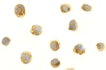 Immunocytochemistry/ Immunofluorescence - Anti-BAFF antibody (AB8396)