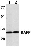 Western blot - Anti-BAFF antibody (AB8396)