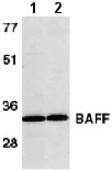 Western blot - Anti-BAFF antibody (AB8396)