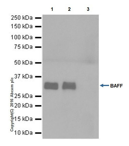 Immunoprecipitation - Anti-BAFF antibody [EPR19704] (AB203791), expandable thumbnail