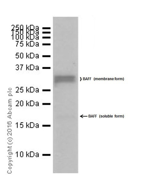 Western blot - Anti-BAFF antibody [EPR19704] (AB203791), expandable thumbnail