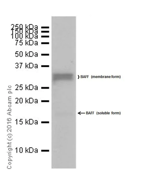 Western blot - Anti-BAFF antibody [EPR19704] (AB203791)