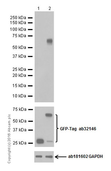 Western blot - Anti-BAFF antibody [EPR19704] (AB203791), expandable thumbnail
