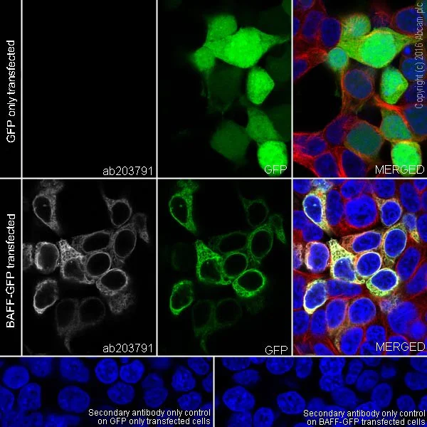 Immunocytochemistry/ Immunofluorescence - Anti-BAFF antibody [EPR19704] - BSA and Azide free (AB251400)