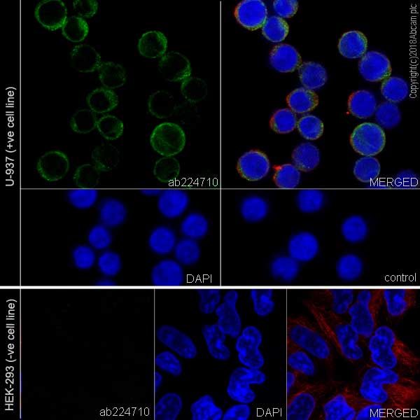 Immunocytochemistry/ Immunofluorescence - Anti-BAFF antibody [EPR22238] (AB224710), expandable thumbnail