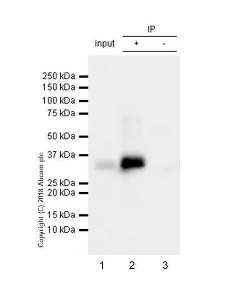 Immunoprecipitation - Anti-BAFF antibody [EPR22238] (AB224710), expandable thumbnail