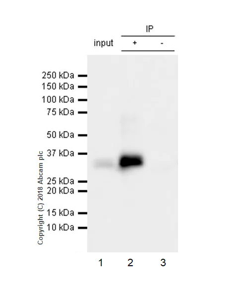Immunoprecipitation - Anti-BAFF antibody [EPR22238] (AB224710)