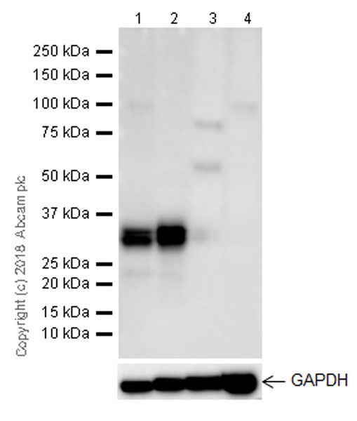 Western blot - Anti-BAFF antibody [EPR22238] (AB224710), expandable thumbnail