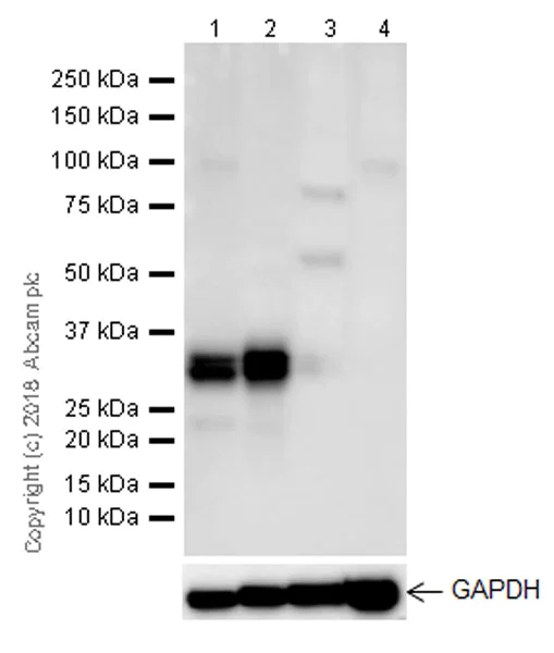 Western blot - Anti-BAFF antibody [EPR22238] (AB224710)