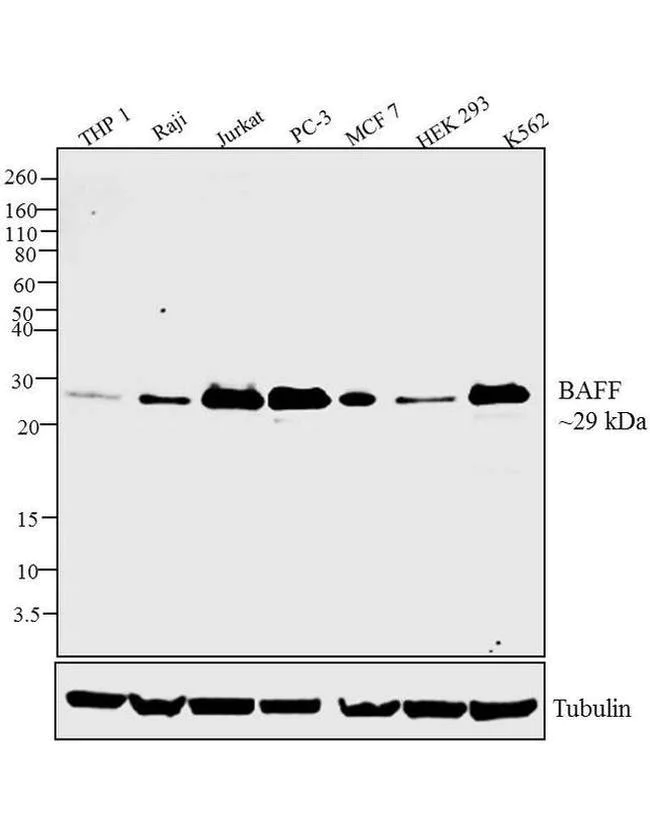 Western blot - Anti-BAFF antibody [RP23040063] (AB308021)