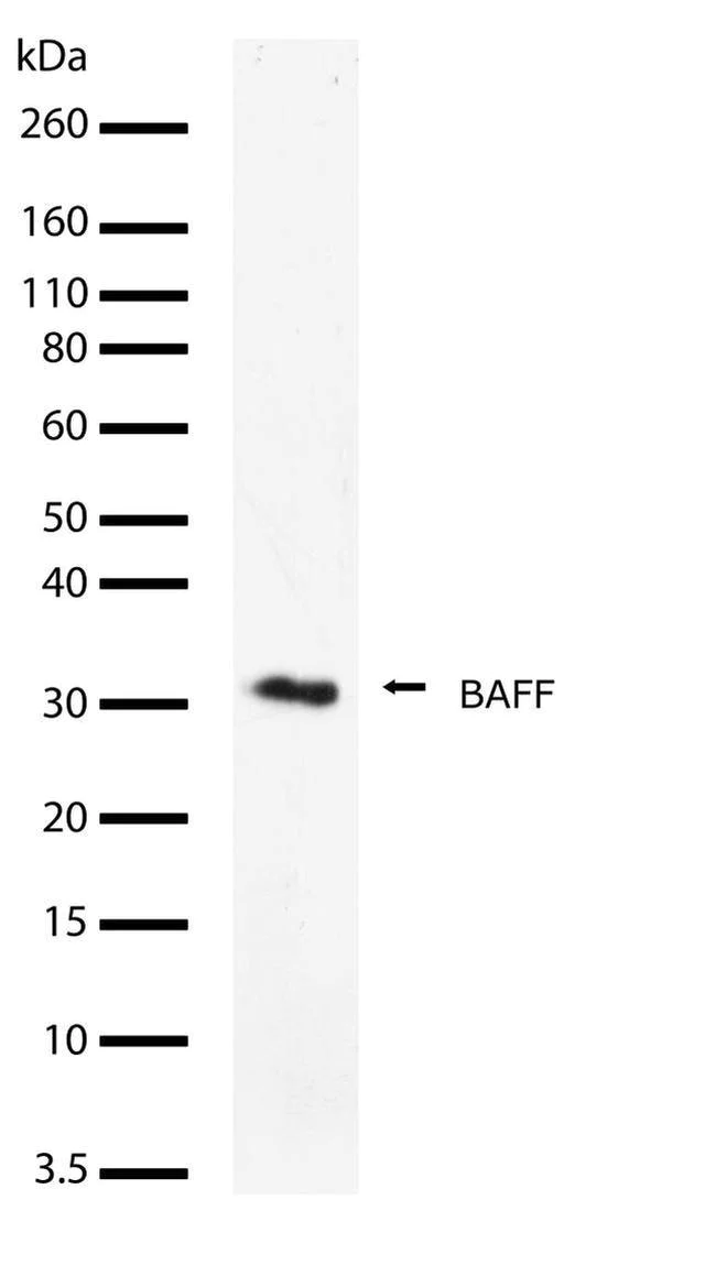 Western blot - Anti-BAFF antibody [RP23040063] (AB308021)