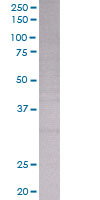 SDS-PAGE - BAFF overexpression 293T lysate (whole cell) (AB94114), expandable thumbnail
