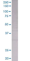 SDS-PAGE - BAFF overexpression 293T lysate (whole cell) (AB94114)
