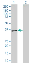 Western blot - BAFF overexpression 293T lysate (whole cell) (AB94114)
