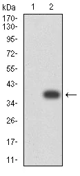 Western blot - Anti-BAFF-R antibody [5A9B6] (AB233775)