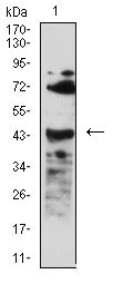 Western blot - Anti-BAFF-R antibody [5A9B6] (AB233775)