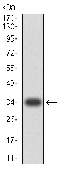 Western blot - Anti-BAFF-R antibody [5A9B6] (AB233775)