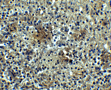 Immunohistochemistry (Formalin/PFA-fixed paraffin-embedded sections) - Anti-BAFF-R antibody (AB5965), expandable thumbnail
